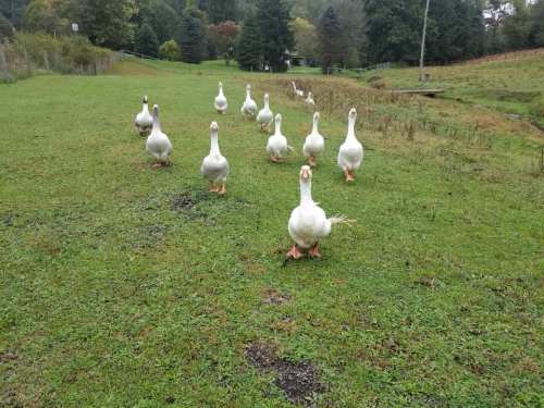 A group of white geese walking on a grassy field, surrounded by trees and a rural landscape.