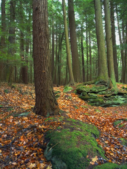 A serene forest scene with tall trees, moss-covered rocks, and a carpet of orange and yellow autumn leaves.