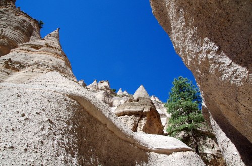 View of towering rock formations and a clear blue sky, framed by canyon walls and a green pine tree.