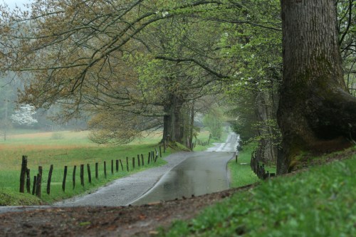 A winding, wet road lined with trees and a grassy area, set in a misty, tranquil landscape.