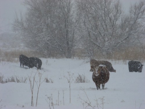 Cows in a snowy landscape, with trees in the background and snowflakes falling around them.