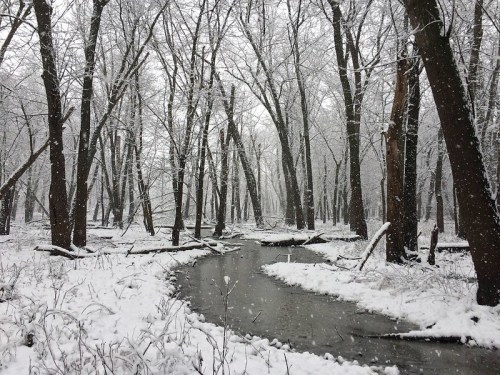A snowy forest scene with bare trees and a winding stream, blanketed in fresh snowflakes.