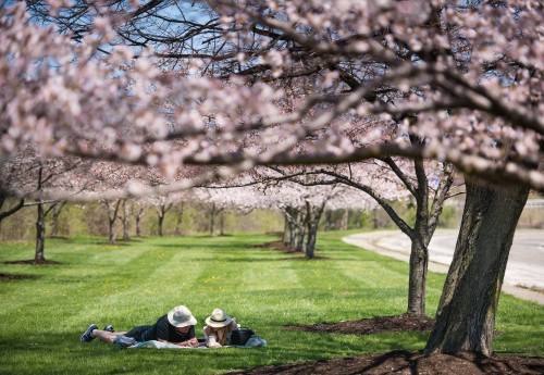 A couple relaxes on a blanket under blooming cherry blossom trees on a sunny day.