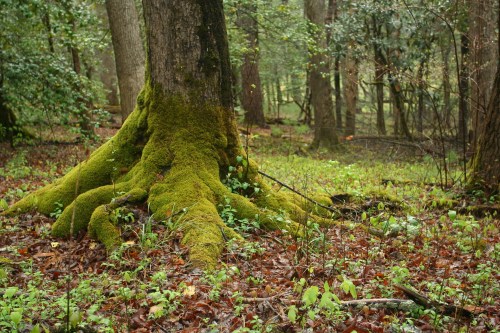 A moss-covered tree trunk with sprawling roots in a lush, green forest setting.
