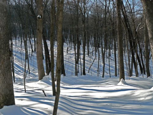 A serene winter landscape with snow-covered ground and tall trees casting long shadows in a forest.