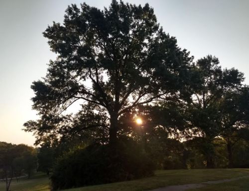 Silhouette of a large tree against a sunset, with soft light filtering through its branches in a serene park setting.