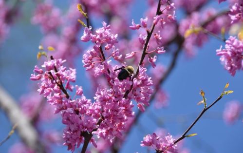 A bumblebee pollinates vibrant pink flowers against a clear blue sky.
