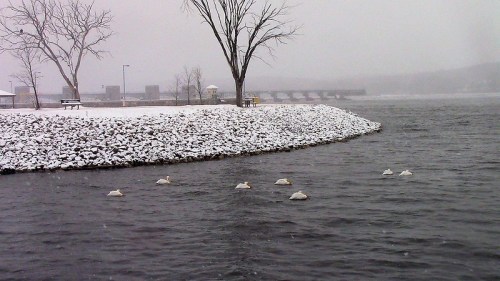 Swans swimming in a snowy river, with a snowy shoreline and bare trees in the background.