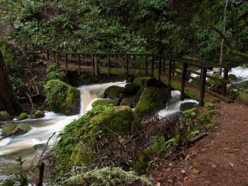 A wooden bridge crosses a rushing stream surrounded by lush greenery and moss-covered rocks in a serene forest setting.
