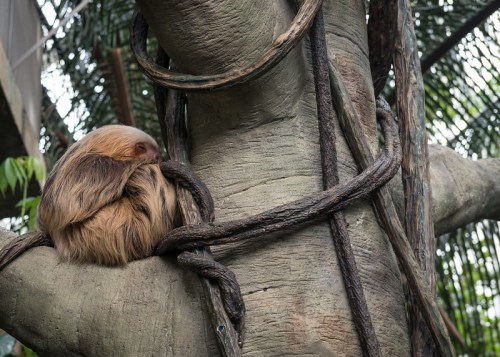 A sloth curled up on a tree branch, surrounded by thick vines and greenery.