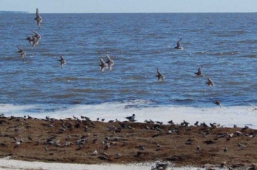 A flock of birds flying over a beach with waves and seaweed along the shore.