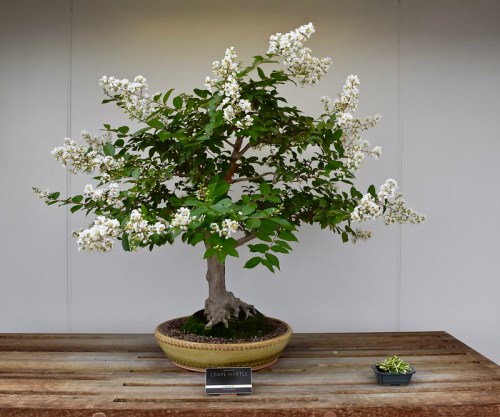 A flowering bonsai tree with white blossoms, displayed on a wooden table with a small pot beside it.