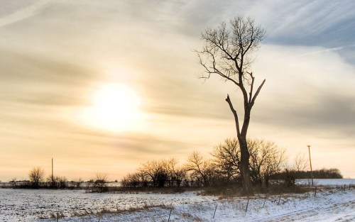 A solitary tree stands in a snowy field under a soft, glowing sunset, with distant trees and power lines in the background.
