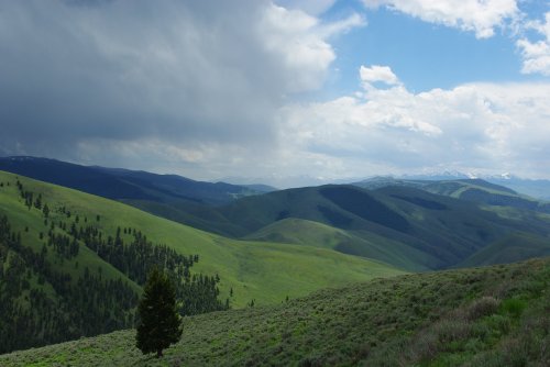 Lush green hills under a partly cloudy sky, with distant mountains and a solitary tree in the foreground.