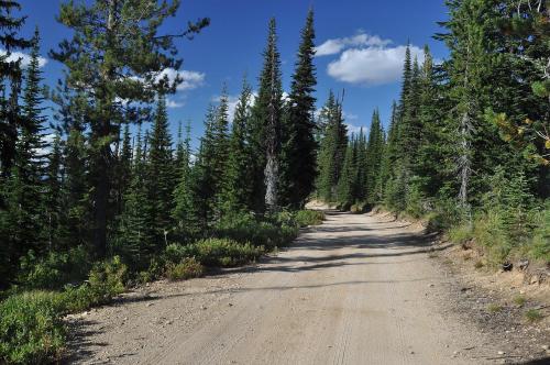 A dirt road winds through a dense forest of tall pine trees under a blue sky with scattered clouds.