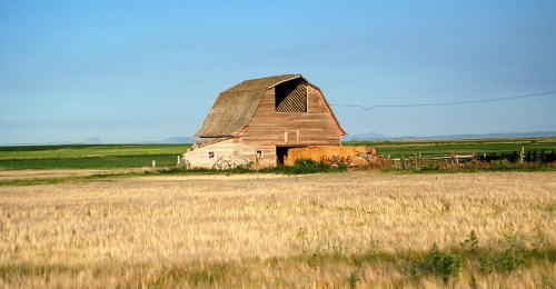 A rustic barn stands in a golden field under a clear blue sky, surrounded by green hills in the distance.