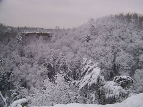 A snowy landscape with trees covered in frost, creating a serene winter scene in a forested area.