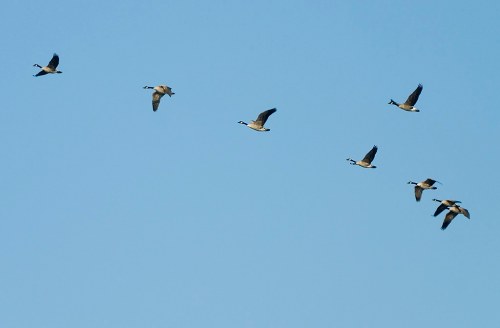 A formation of eight birds flying against a clear blue sky.