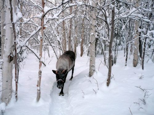 A reindeer walking through a snowy forest with birch trees. Snow covers the ground and branches.