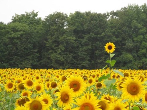 A vibrant field of sunflowers with a dense tree line in the background, showcasing bright yellow blooms.