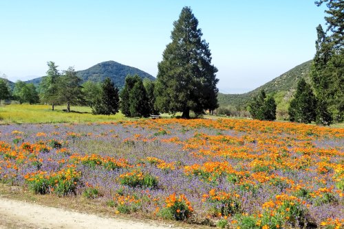 A vibrant field of orange and purple wildflowers with green trees and mountains in the background under a clear blue sky.