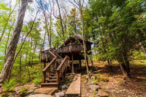 A rustic treehouse nestled among tall trees, featuring wooden stairs and a deck, surrounded by lush greenery.