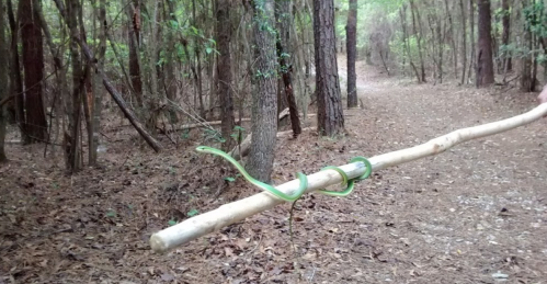 A green snake is coiled around a stick held in a forested area with trees and a dirt path.