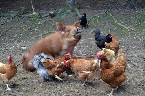 A brown pig sits on the ground surrounded by several chickens in a natural, wooded setting.