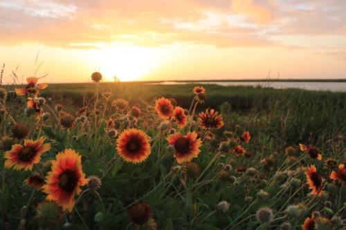 Vibrant orange and yellow flowers in a field at sunset, with a serene water view in the background.