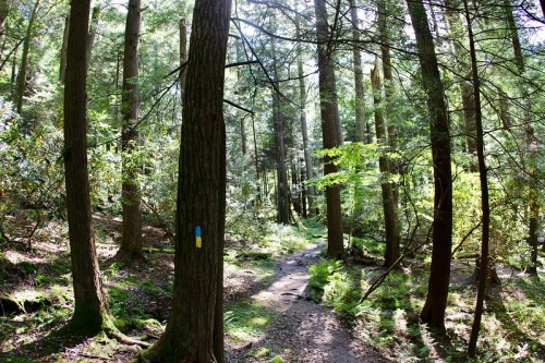 A sunlit forest path surrounded by tall trees and lush greenery, with a blue trail marker on a tree trunk.