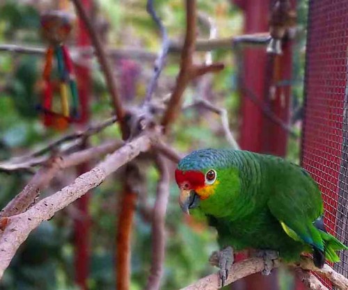 A vibrant green parrot with a red forehead perched on a branch inside a cage, surrounded by blurred greenery.