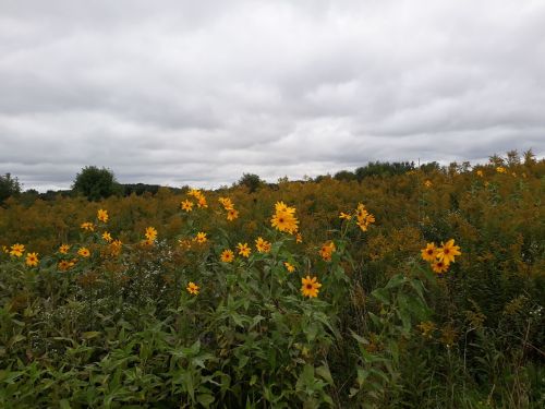 A field of yellow flowers under a cloudy sky, with greenery surrounding the vibrant blooms.