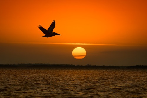 A silhouette of a bird flying against a vibrant orange sunset over a calm body of water.
