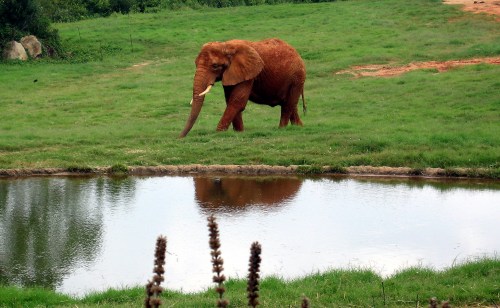 An elephant walks across a grassy field near a calm pond, reflecting its image in the water.