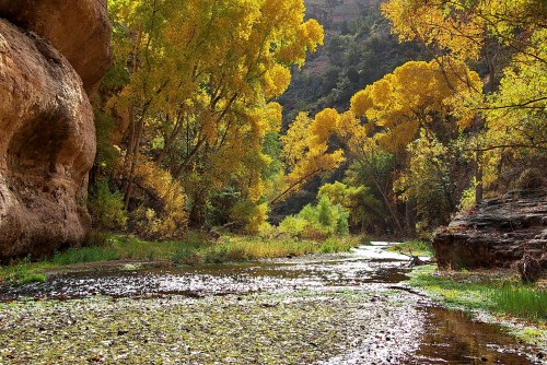 A serene landscape featuring a winding stream surrounded by vibrant yellow trees and rocky cliffs.