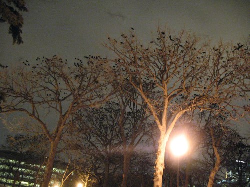 Silhouetted trees at night, filled with birds, under a cloudy sky and a glowing streetlight.
