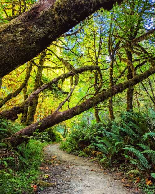 A winding dirt path through a lush forest with vibrant green trees and ferns, dappled sunlight filtering through.