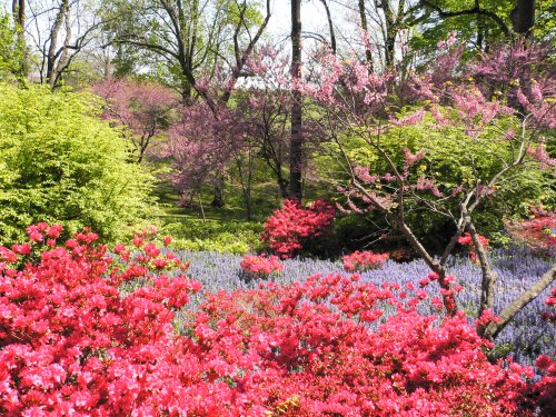A vibrant spring landscape featuring blooming pink azaleas and purple flowers amidst lush green trees.