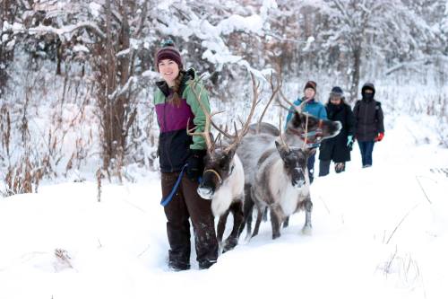 A person leads reindeer through a snowy landscape, with others walking behind in winter clothing.