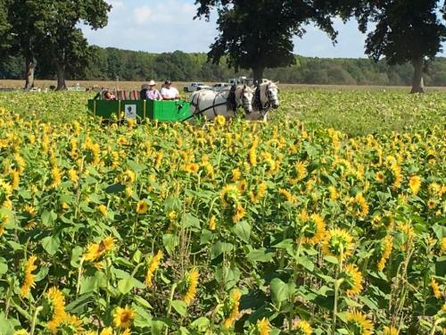 A horse-drawn cart moves through a field of sunflowers under a clear blue sky.