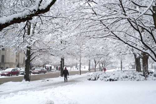 A snowy scene with trees covered in white, people walking on a snow-covered path, and cars in the background.