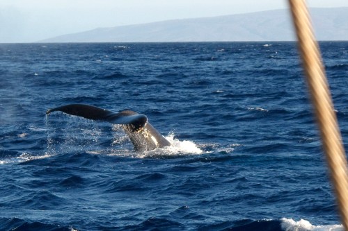 A whale's tail splashes above the ocean surface, with waves and distant land visible in the background.