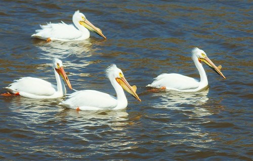 Four white pelicans swimming in a shimmering blue water, with their distinctive long bills and fluffy feathers.