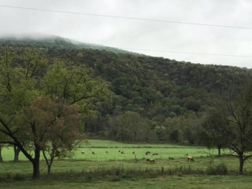 A lush green field with a herd of elk grazing, surrounded by rolling hills and misty mountains in the background.