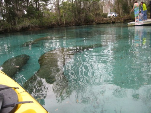 A kayak floats on clear water, revealing manatees beneath the surface, with people on a nearby dock.