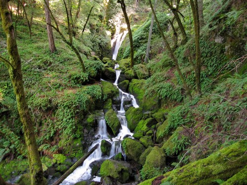 A serene forest scene featuring a cascading waterfall surrounded by lush greenery and moss-covered rocks.