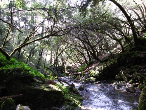 A serene forest scene with a flowing stream, surrounded by lush greenery and trees, dappled sunlight filtering through.