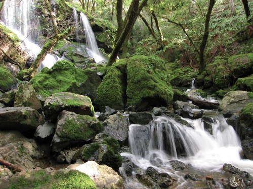 A serene forest scene featuring cascading waterfalls over moss-covered rocks and lush greenery.