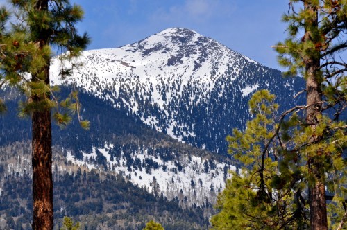 Snow-capped mountain peak surrounded by green pine trees under a clear blue sky.
