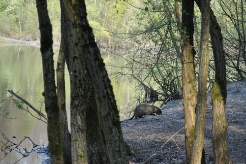 A beaver forages near the water's edge, surrounded by trees and greenery.